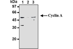 Western Blotting (WB) image for anti-Cyclin A2 (CCNA2) antibody (ABIN567779)