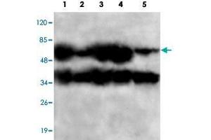 Western blot analysis of PPP2CB monoclonal antibody  at 1:1000 dilution. (PPP2CB 抗体  (C-Term))