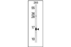 Western blot analysis of RGS8 Antibody (N-term) in 293 cell line lysates (35ug/lane). (RGS8 抗体  (N-Term))