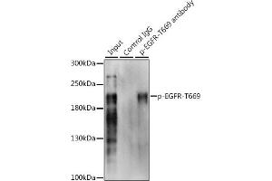 Immunoprecipitation analysis of 200 μg extracts of A-431 cells, using 3 μg Phospho-EGFR-T669 pAb (ABIN3019460, ABIN3019461, ABIN3019462 and ABIN6225383). (EGFR 抗体  (pThr669))