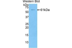 Western Blotting (WB) image for anti-Fibrinogen-Like 1 (FGL1) (AA 23-314) antibody (ABIN1858888) (FGL1 抗体  (AA 23-314))