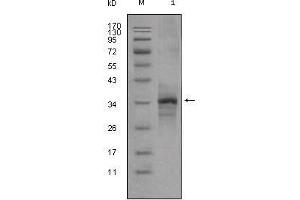 Western Blot showing Myostatin antibody used against truncated Myostatin-His recombinant protein (1). (MSTN 抗体)
