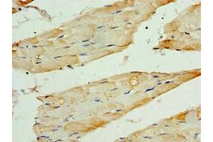 Immunohistochemistry of paraffin-embedded human skeletal muscle tissue using ABIN7171727 at dilution of 1:100 (TRF1 抗体  (AA 260-439))