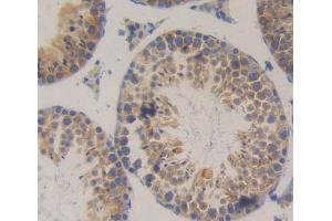 IHC-P analysis of Kidney tissue, with DAB staining. (SRP9 抗体  (AA 2-86))