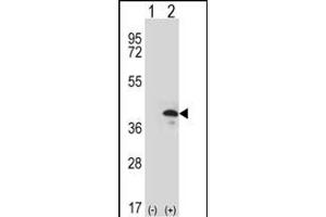 Western Blotting (WB) image for anti-ZW10 Interactor (ZWINT) (AA 59-88) antibody (ABIN390639)