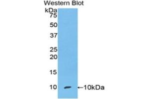 Western Blotting (WB) image for anti-Secretoglobin, Family 1A, Member 1 (Uteroglobin) (SCGB1A1) (AA 22-96) antibody (ABIN1173807) (SCGB1A1 抗体  (AA 22-96))
