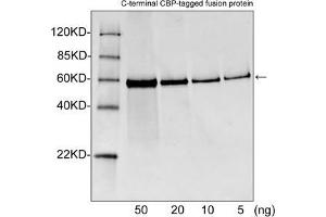Western blot analysis of CBP tagged fusion proteins expressed in E. (CBP Tag 抗体)