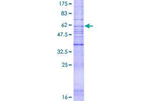 Angiotensin II Type 2 Receptor Protein (AA 1-363) (GST tag)