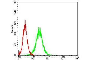 Flow cytometric analysis of Hela cells using RBL2 mouse mAb (green) and negative control (red). (p130 抗体  (AA 939-1139))