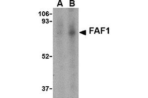 Western Blotting (WB) image for anti-Fas (TNFRSF6) Associated Factor 1 (FAF1) (C-Term) antibody (ABIN1030385) (FAF1 抗体  (C-Term))