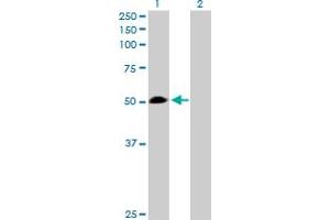 Western Blot analysis of WARS expression in transfected 293T cell line by WARS MaxPab polyclonal antibody. (WARS 抗体  (AA 1-471))