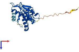 AlphaFold protein structure predicition of Human Recombinant PGPEP1L Protein, UniprotID A6NFU8