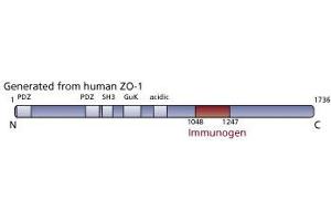 Image no. 3 for anti-Tight Junction Protein 1 (TJP1) (AA 1048-1247) antibody (ABIN968283) (TJP1 抗体  (AA 1048-1247))