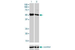 Western Blotting (WB) image for anti-Forkhead Box A2 (FOXA2) (AA 363-457) antibody (ABIN561301)