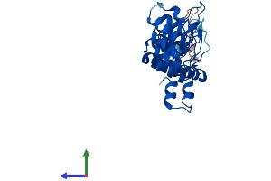 Protein Structure (PS) image for Ankyrin Repeat and SOCS Box Containing 13 (ASB13) (AA 1-278) protein (His tag) (ABIN7552345)