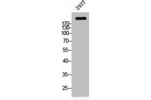 Western Blot analysis of 293T cells using PTPζ Polyclonal Antibody (PTPRZ1 抗体  (N-Term))