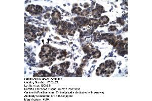 Human Pancrease (SMAD3 抗体  (N-Term))