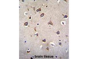 ZNF665 Antibody (N-term) immunohistochemistry analysis in formalin fixed and paraffin embedded human brain tissue followed by peroxidase conjugation of the secondary antibody and DAB staining. (ZNF665 抗体  (N-Term))