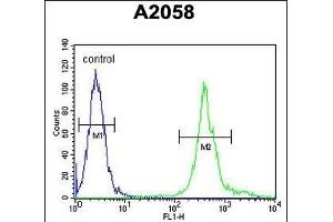 MRPS24 Antibody (Center) (ABIN654454 and ABIN2844188) flow cytometric analysis of  cells (right histogram) compared to a negative control cell (left histogram). (MRPS24 抗体  (AA 21-50))