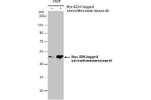WB Image Non-transfected (–) and transfected (+) 293T whole cell extracts (30 μg) were separated by 10% SDS-PAGE, and the membrane was blotted with serine/threonine kinase 40 antibody [N3C3] , diluted at 1:5000. (STK40 抗体)
