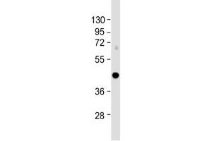 IRF9 antibody western blot analysis in mouse NIH3T3 cell lysate.