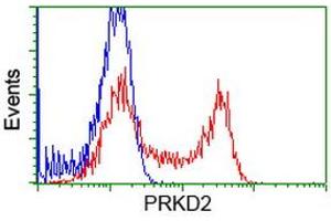 Image no. 3 for anti-Protein Kinase D2 (PKD2) antibody (ABIN1500413)