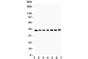 Western blot testing of Decorin antibody and Lane 1:  rat liver;  2: (r) kidney;  3: (r) spleen;  4: (r) lung;  5: human MCF-7;  6: (h) SW620;  7: (h) HEPG2 (Decorin 抗体  (AA 31-359))