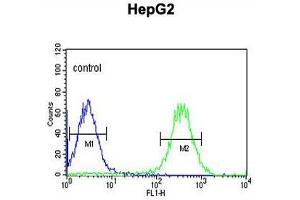 ARSI Antibody (C-term) flow cytometric analysis of HepG2 cells (right histogram) compared to a negative control cell (left histogram). (Arylsulfatase I 抗体  (C-Term))