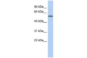BTN2A1 antibody used at 1 ug/ml to detect target protein. (BTN2A1 抗体  (N-Term))