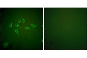 Immunofluorescence (IF) image for anti-Nitric Oxide Synthase 2, Inducible (NOS2) (AA 1101-1150) antibody (ABIN1533331)