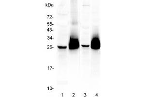 Western blot testing of 1) mouse brain, 2) (m) thymus, 3) (m) lung, and 4) rat thymus lysate with CD90 antibody. (CD90 抗体)