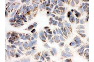 Immunocytochemistry (ICC) image for anti-Peroxiredoxin 3 (PRDX3) (AA 110-256) antibody (ABIN3032189)