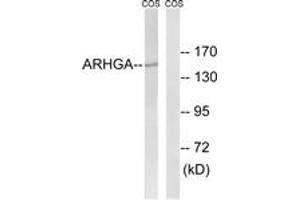 Western Blotting (WB) image for anti-rho Guanine Nucleotide Exchange Factor (GEF) 10 (ARHGEF10) (AA 339-388) antibody (ABIN2890587) (ARHGEF10 抗体  (AA 339-388))