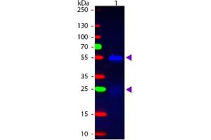 Western blot of Fluorescein conjugated Donkey Anti-Rabbit IgG Pre-Adsorbed secondary antibody. (驴 anti-兔 IgG (Heavy & Light Chain) Antibody (FITC) - Preadsorbed)