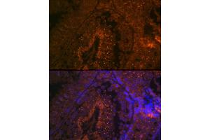 Immunofluorescence (IF) image for anti-beta-Site APP-Cleaving Enzyme 2 (BACE2) (AA 240-470) antibody (ABIN7265880)