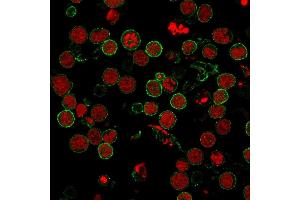 Immunofluorescence staining of MOLT-4 cells using CD6 MAb (3F7B5) followed by goat anti-Mouse IgG conjugated to CF488 (green). (CD6 抗体)