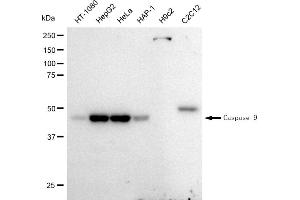 Western blotting analysis using Caspase 9 antibody (ABIN7797910). (Recombinant Caspase 9 抗体)