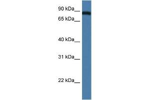 WB Suggested Anti-Traf3ip1 Antibody Titration: 1. (TRAF3IP1 抗体  (N-Term))