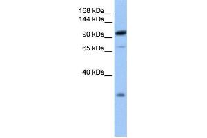 WB Suggested Anti-AP2B1 Antibody Titration: 0. (AP2B1 抗体  (C-Term))