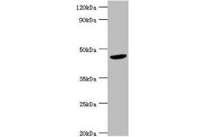 Western blot All lanes: BCKDK antibody at 5 μg/mL + Hela whole cell lysate Secondary Goat polyclonal to rabbit IgG at 1/10000 dilution Predicted band size: 47, 38, 42 kDa Observed band size: 47 kDa (BCKDK 抗体  (AA 153-412))