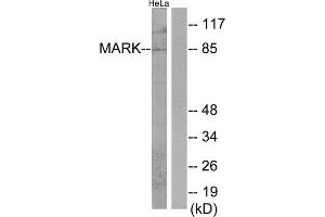 Western Blotting (WB) image for anti-MAP/microtubule Affinity-Regulating Kinase 1 (MARK1) (Internal Region) antibody (ABIN1850026) (MARK1 抗体  (Internal Region))