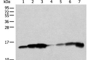 Western blot analysis of 293T cell PC-3 cell HEPG2 cell Mouse liver tissue lysates using CISD1 Polyclonal Antibody at dilution of 1:250 (CISD1 抗体)