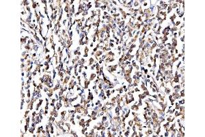IHC analysis of NOLA1/GAR1 using anti-NOLA1/GAR1 antibody (ABIN7602076).
