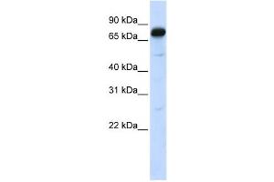 Western Blotting (WB) image for anti-Angiomotin (AMOT) antibody (ABIN2458106) (Angiomotin 抗体)