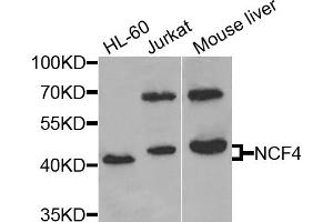 Western blot analysis of extracts of various cell lines, using NCF4 antibody (ABIN5971122) at 1/1000 dilution. (NCF4 抗体)