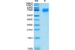 CD58 Protein (CD58) (AA 29-215) (Fc Tag)