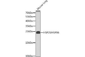 Western blot analysis of extracts of mouse lung, using HSP20/HSP20/HSPB6 antibody (ABIN6130465, ABIN6142057, ABIN6142059 and ABIN6225231) at 1:1000 dilution. (HSPB6 抗体  (AA 1-160))