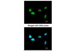ICC/IF Image Immunofluorescence analysis of paraformaldehyde-fixed A549, using SCMH1, antibody at 1:200 dilution. (SCMH1 抗体  (Center))