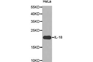 Western blot analysis of extracts of HeLa cells, using IL18 antibody (ABIN5970466) at 1/1000 dilution. (IL-18 抗体)