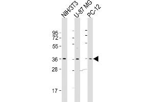All lanes : Anti-COPS5 Antibody (Center) at 1:500-1:1000 dilution Lane 1: NIH/3T3 whole cell lysates Lane 2: U-87 MG whole cell lysates Lane 3: PC-12 whole cell lysates Lysates/proteins at 20 μg per lane. (COPS5 抗体  (AA 187-222))